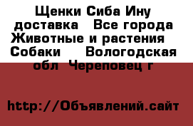 Щенки Сиба Ину доставка - Все города Животные и растения » Собаки   . Вологодская обл.,Череповец г.